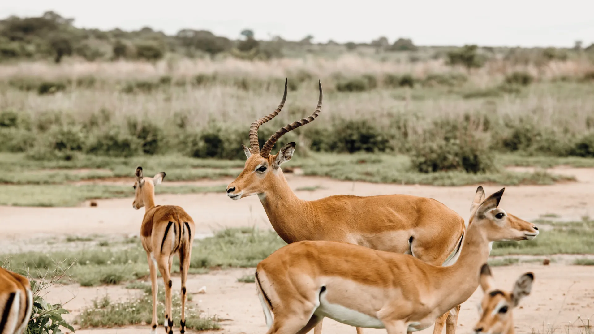 Best Time to Visit Serengeti National Park: Month-by-Month Guide