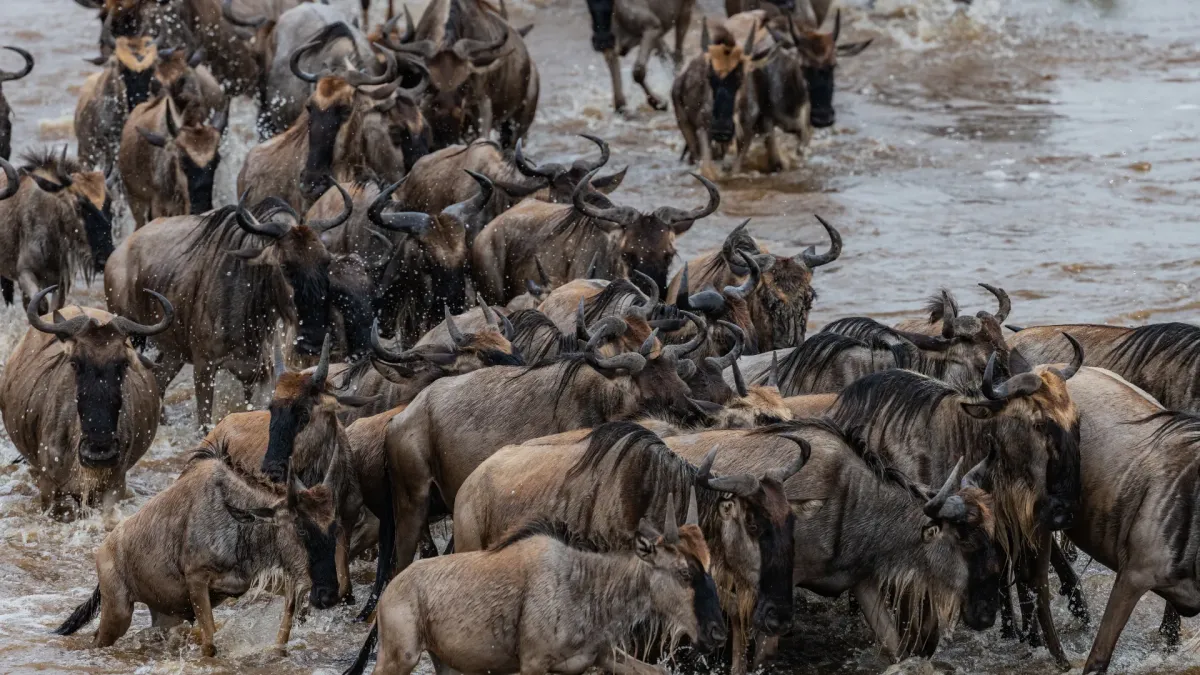 Great Wildebeest Migration: Complete Guide to Nature's Greatest Show