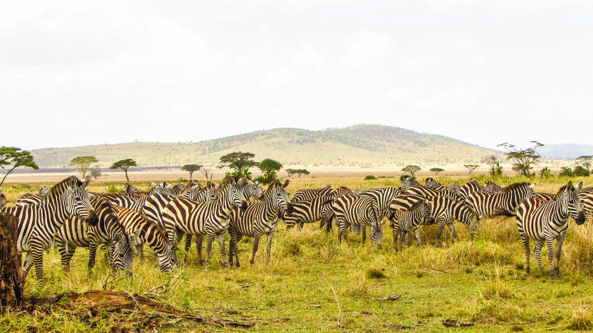 5-Day Midrange Northern Circuit Safari