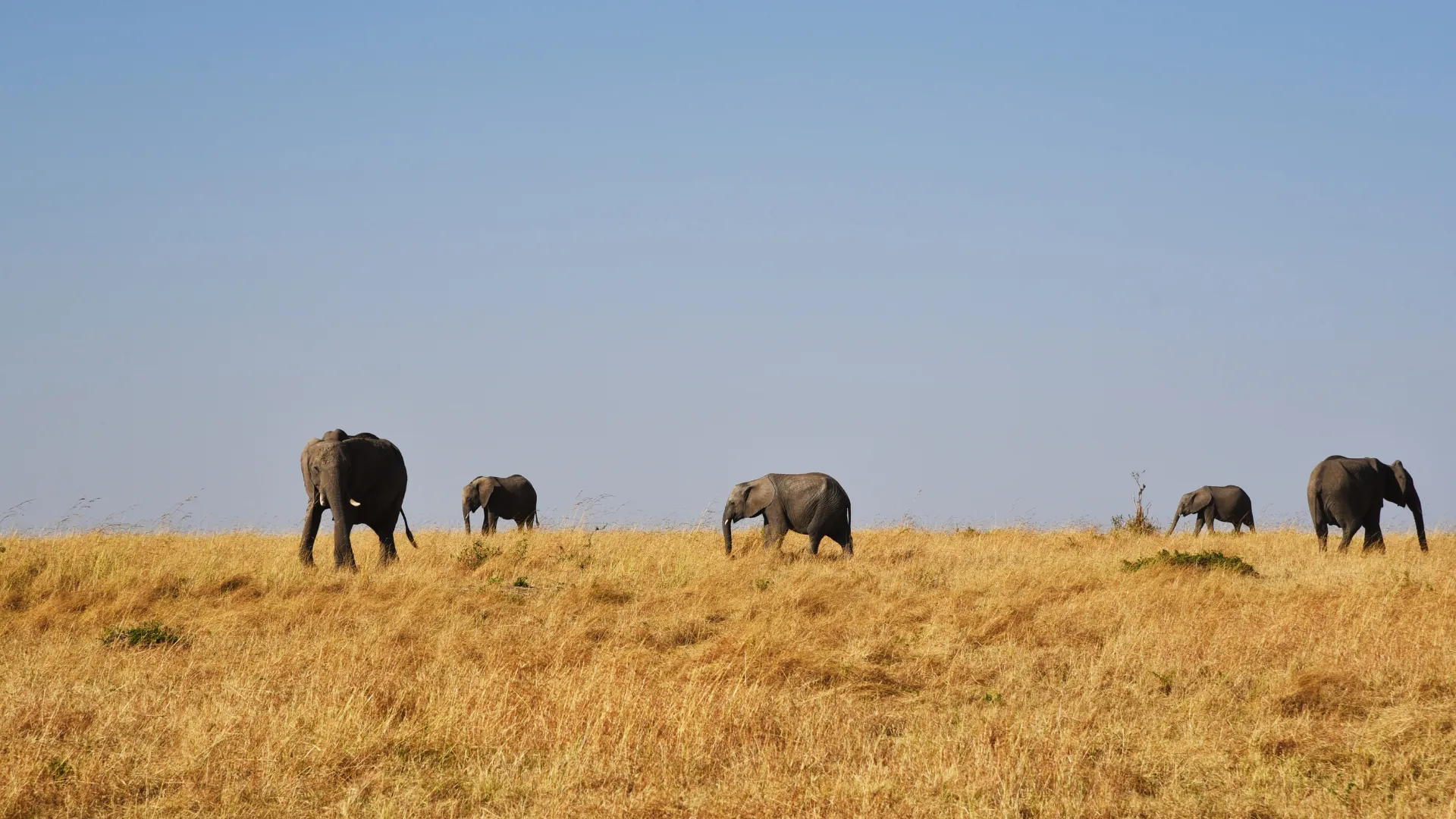 Wildlife Safari