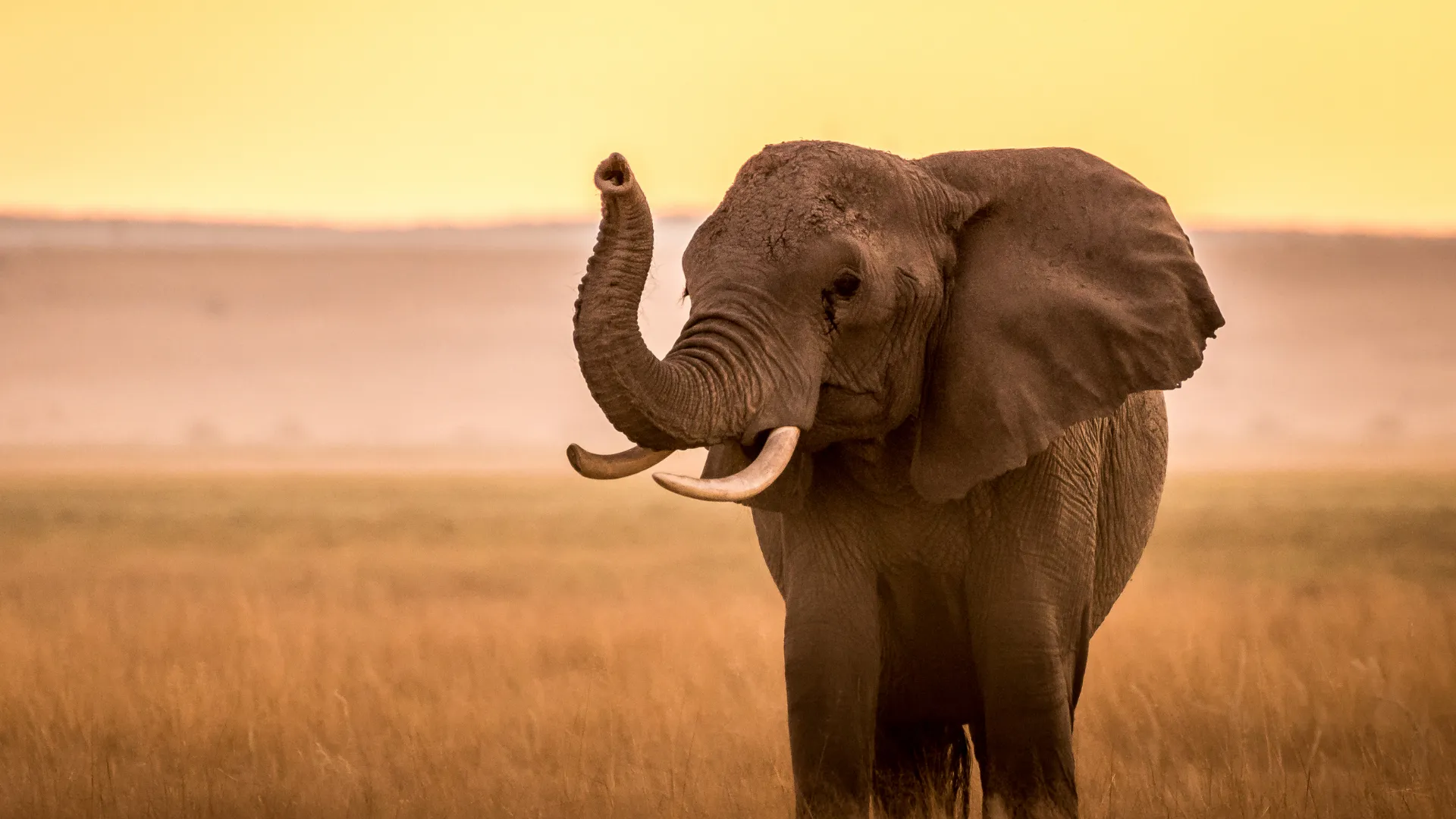 5-Day Luxury Tarangire & Serengeti Safari