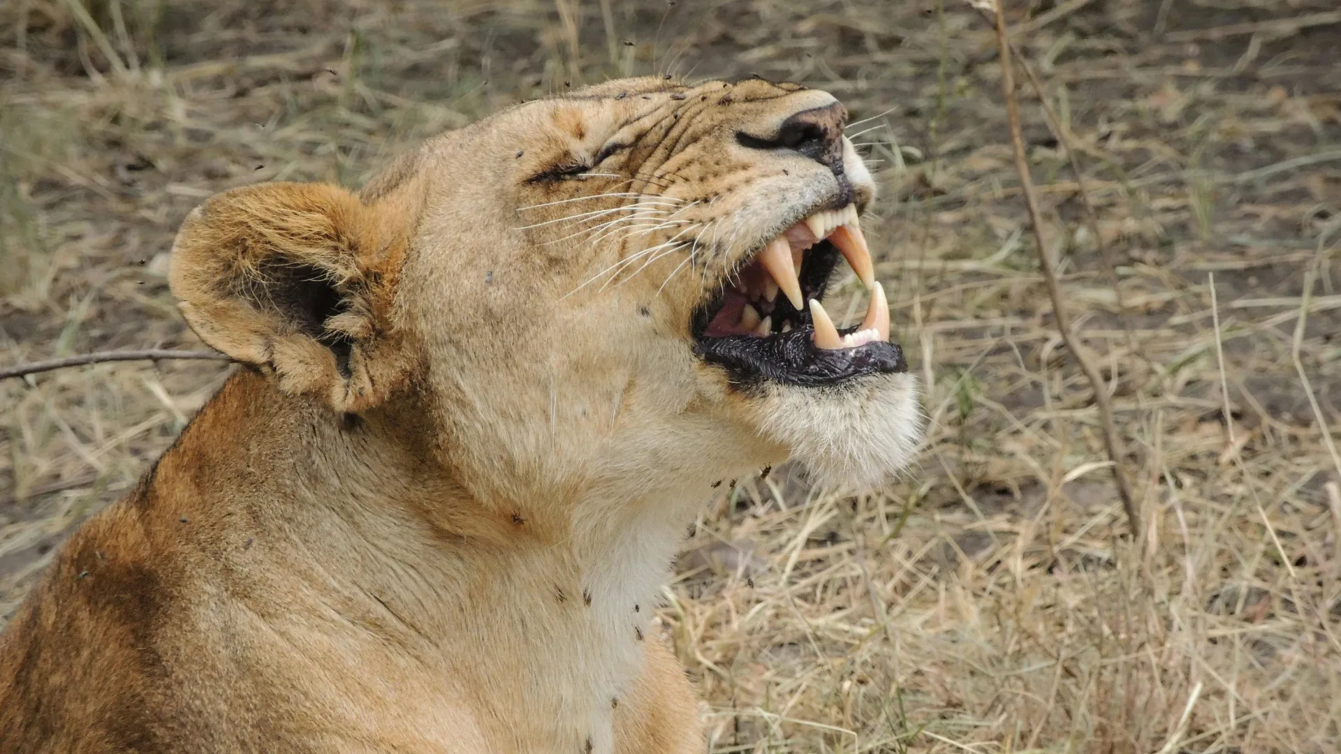 4-Day Midrange Ngorongoro & Serengeti Safari