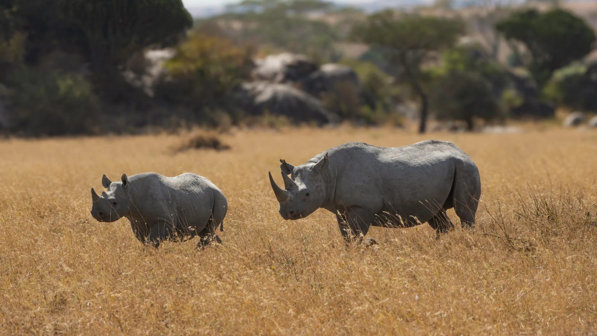 Ngorongoro Conservation Area