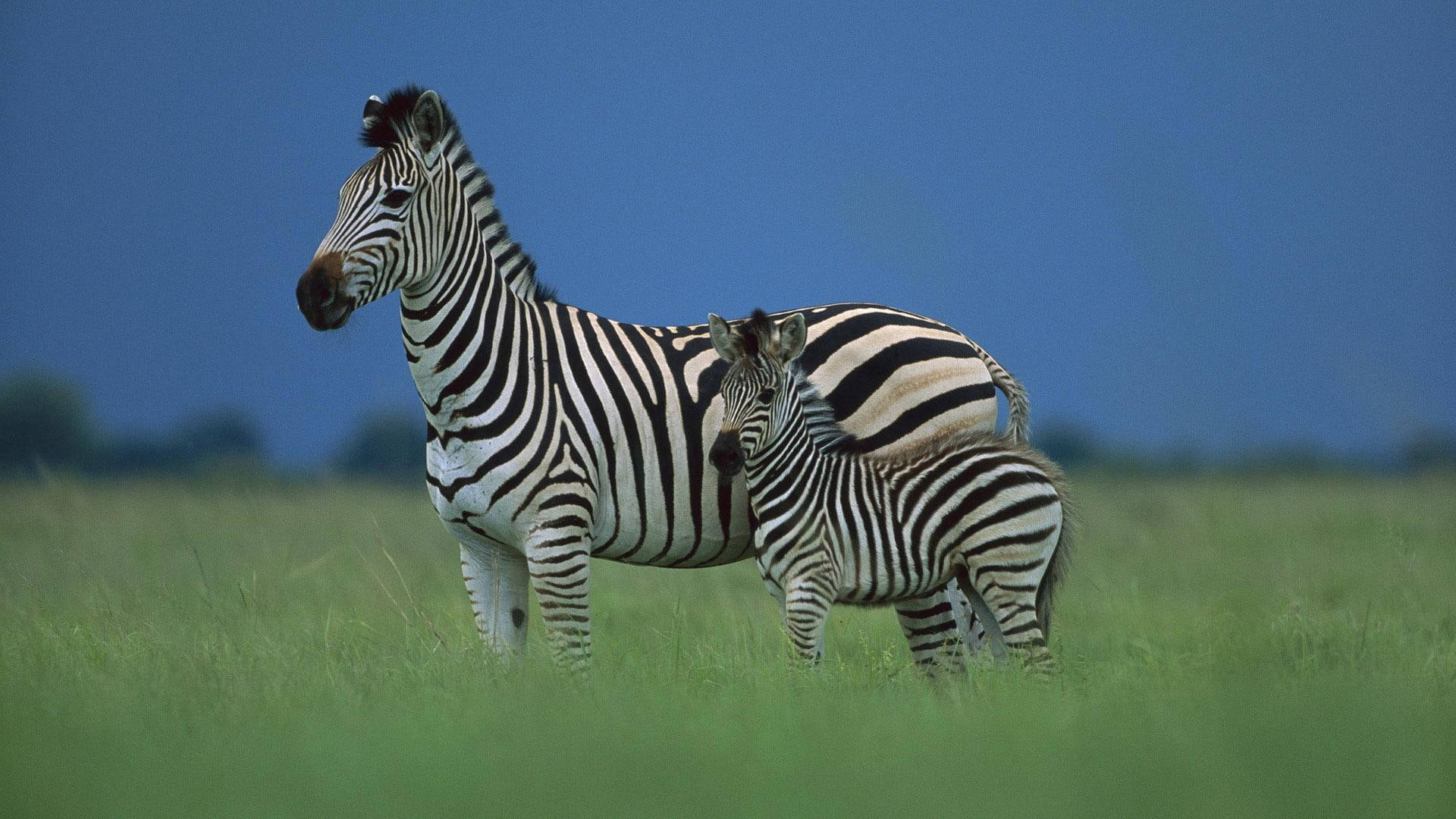 8-Day Midrange Grand Tanzania Safari
