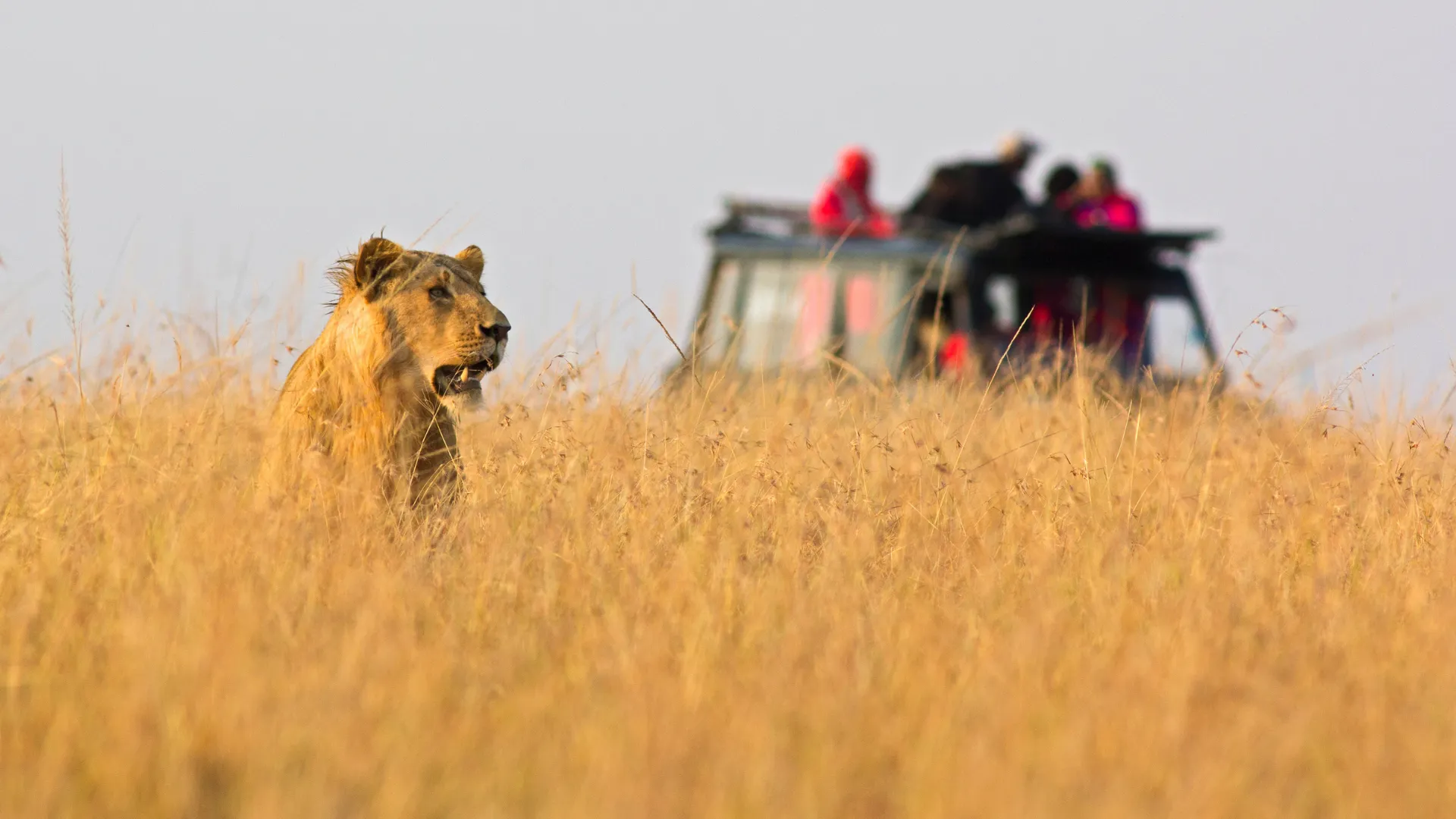 4-Day Midrange Serengeti Explorer Safari