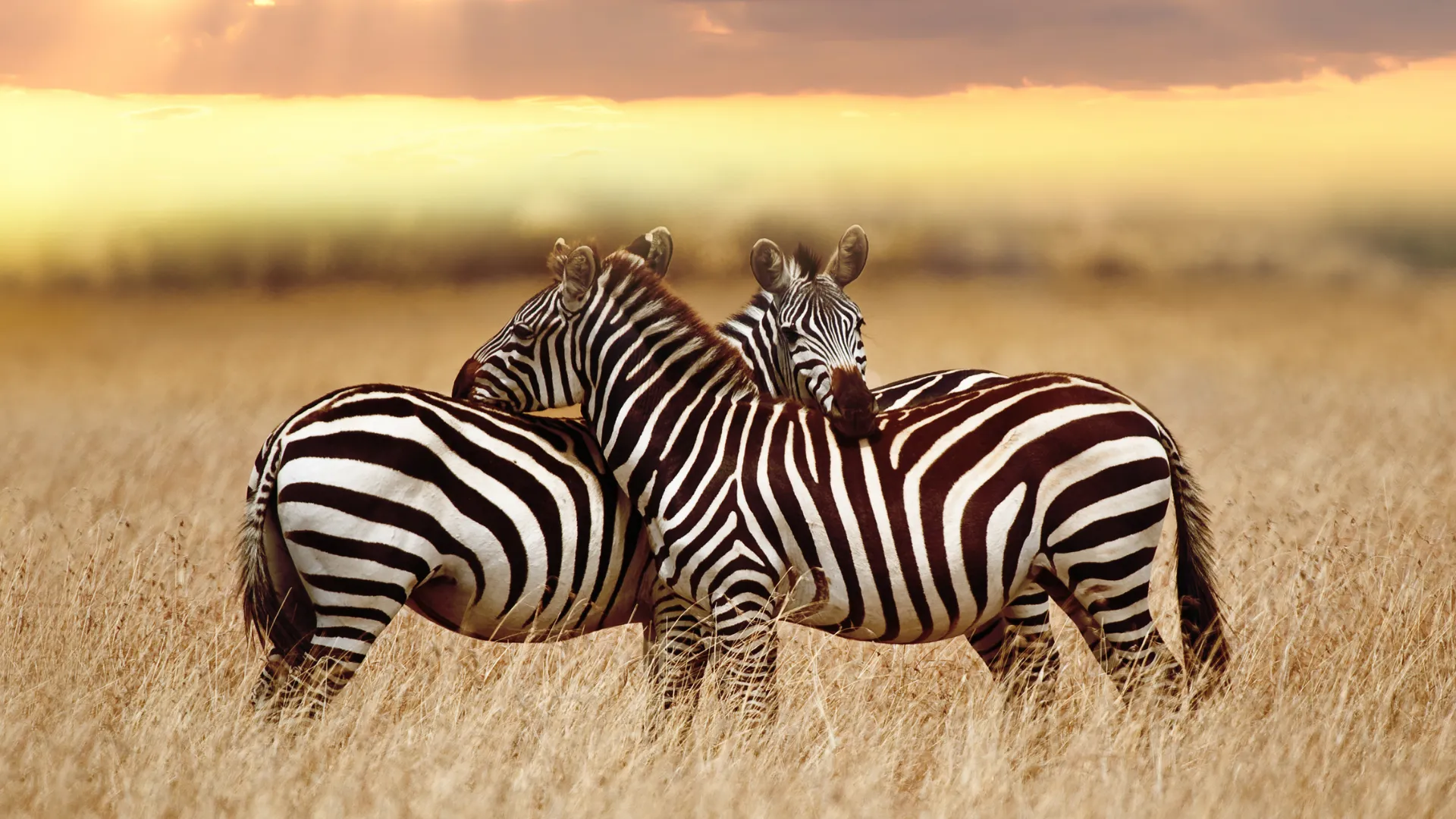 6-Day Luxury Serengeti & Zanzibar Escape