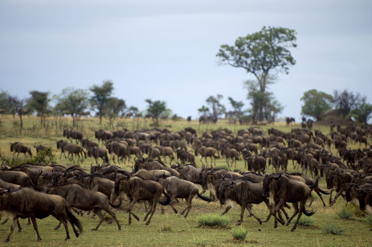 Serengeti vs Masai Mara: Which Safari Is Better?