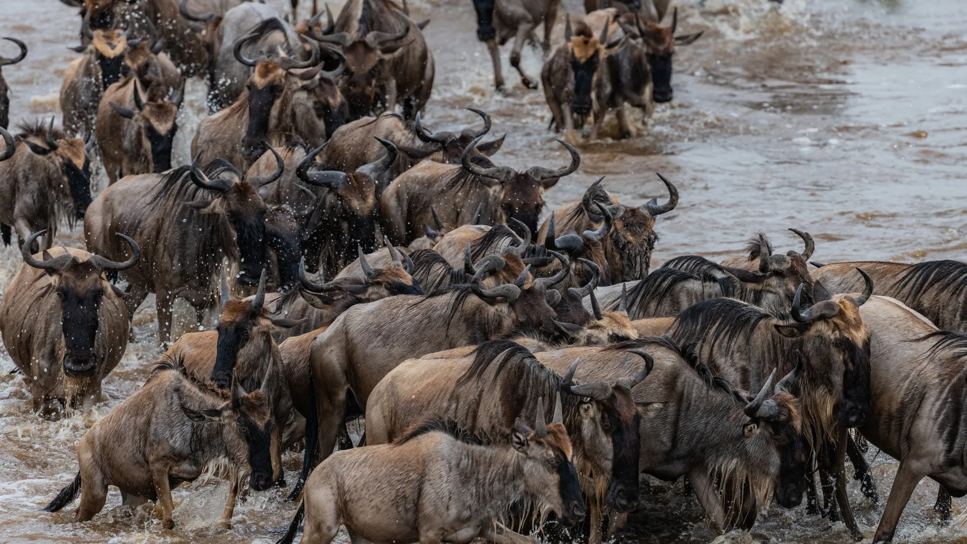 Great Wildebeest Migration