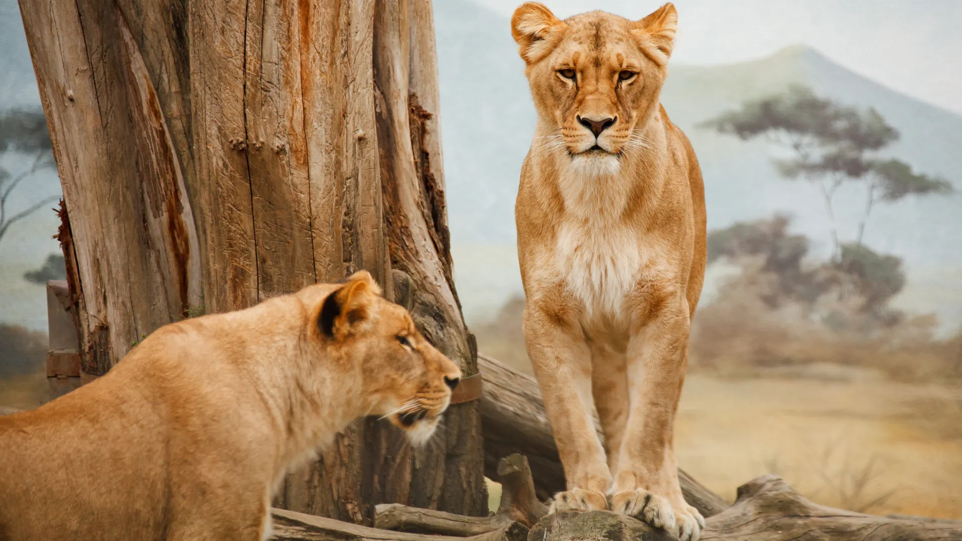 5-Day Adventure Safari with Walking and Night Drives