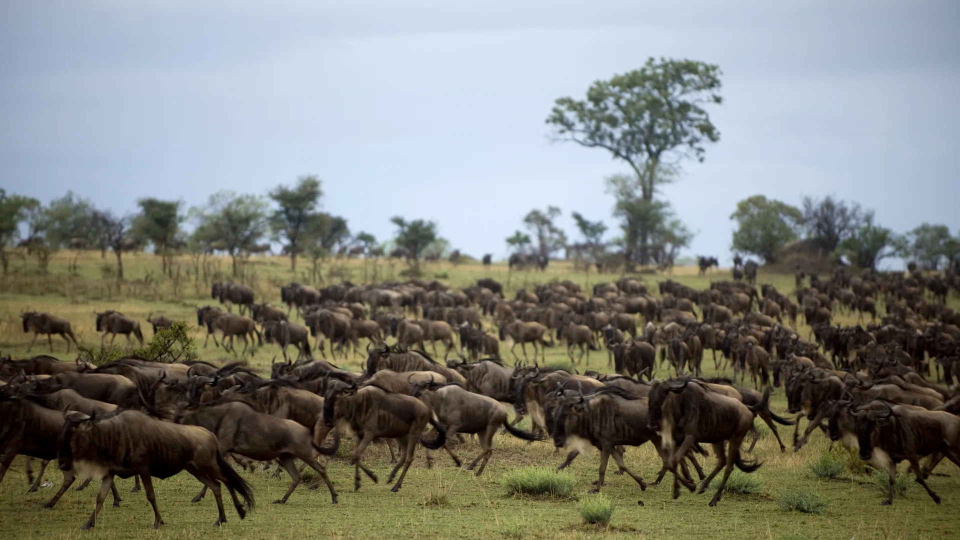 5-Day Luxury Serengeti and Ngorongoro Safari
