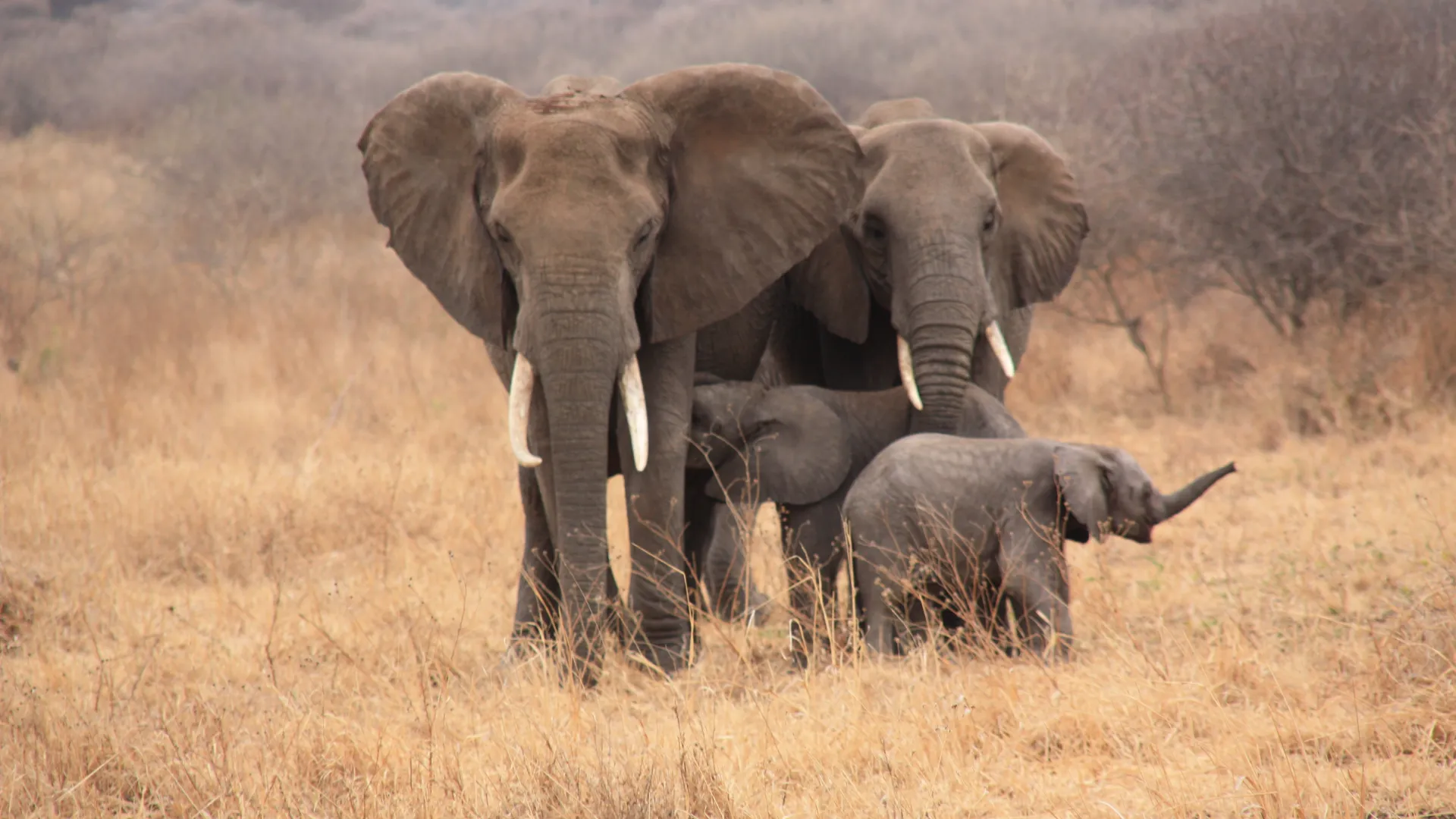 4-Day Tarangire and Ngorongoro Crater Safari