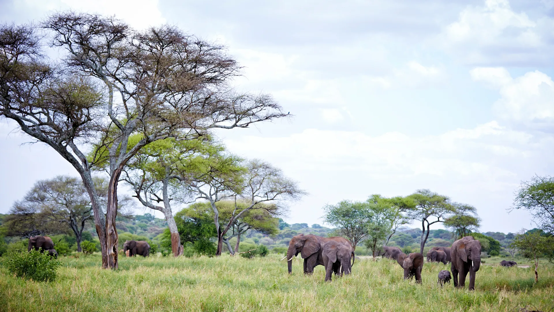 Tarangire National Park
