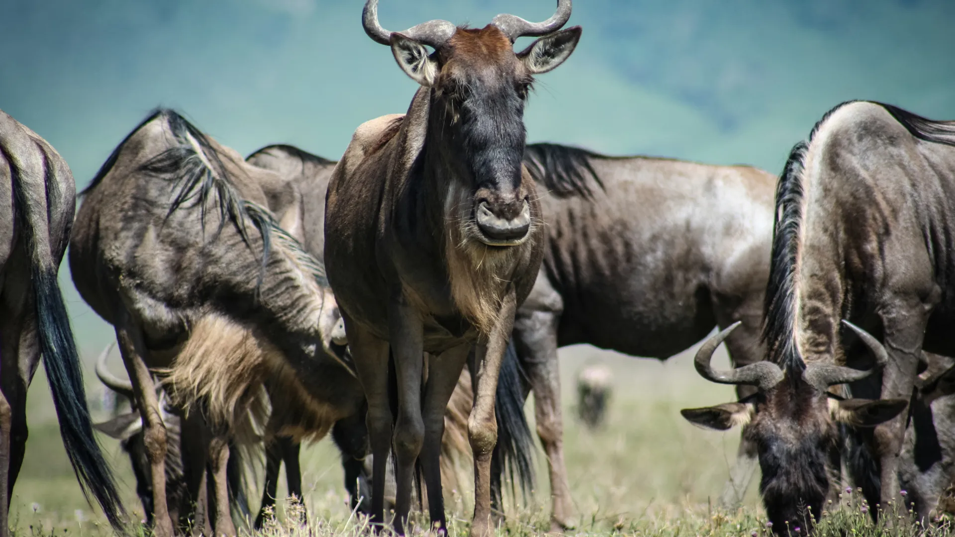 Serengeti National Park